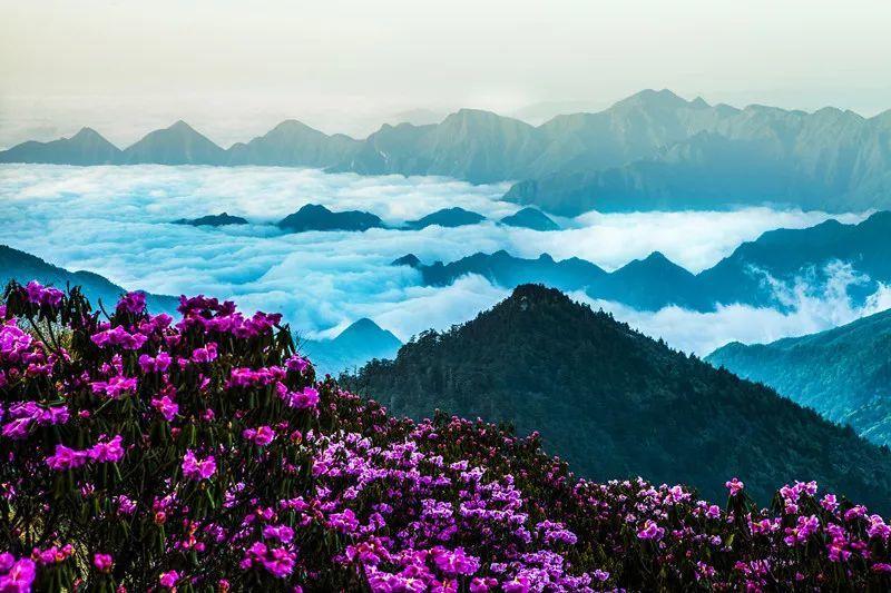 动物帮帮忙保卫家园